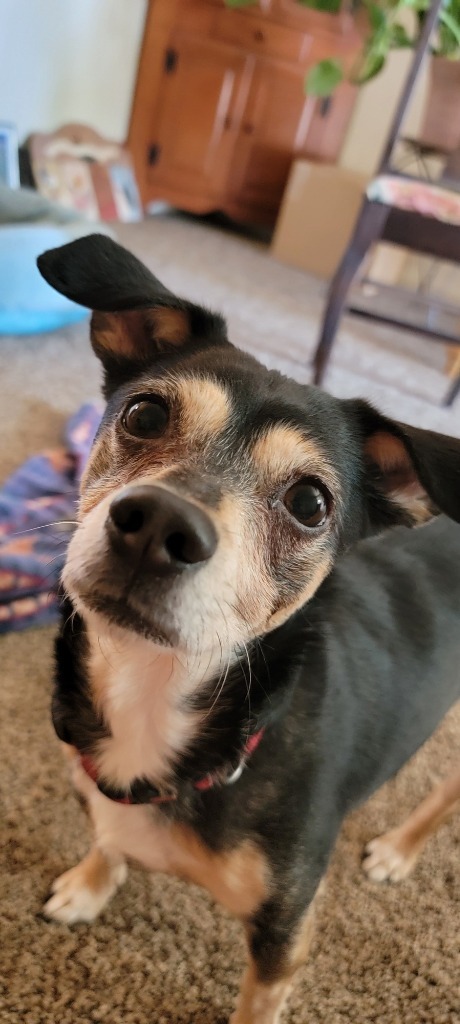 Shadow, an adoptable Mixed Breed in Meridian, ID, 83642 | Photo Image 4