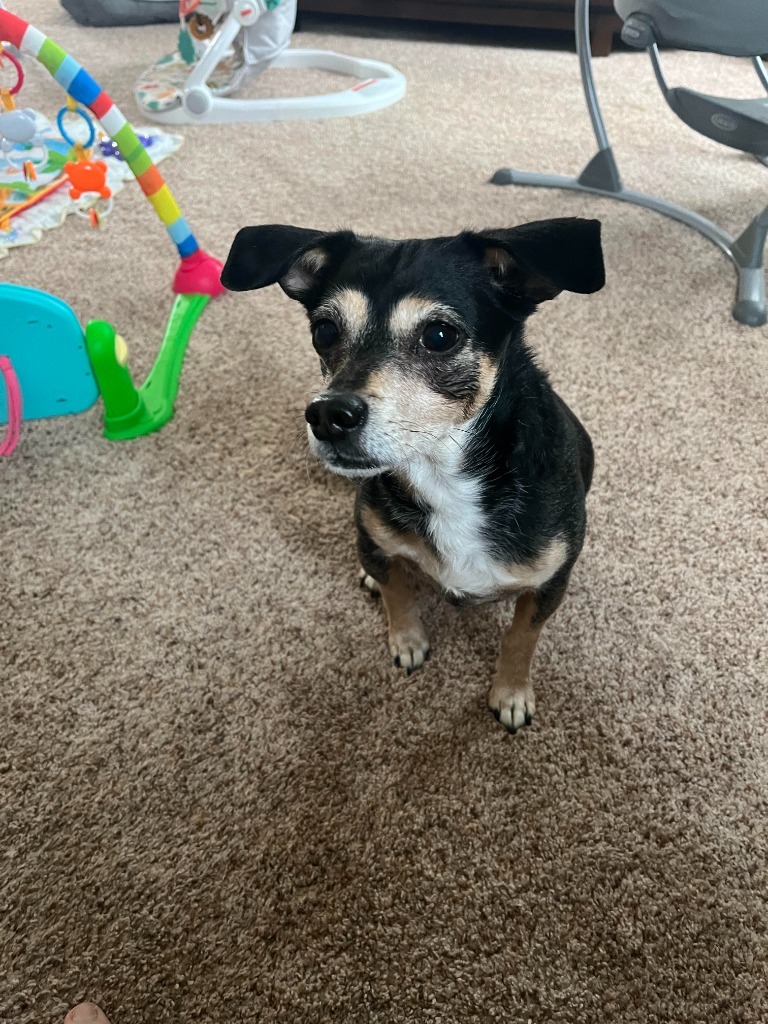 Shadow, an adoptable Mixed Breed in Meridian, ID, 83642 | Photo Image 5