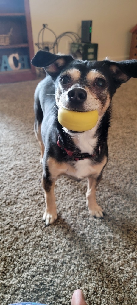 Shadow, an adoptable Mixed Breed in Meridian, ID, 83642 | Photo Image 5