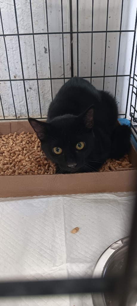 Leo, an adoptable Domestic Short Hair in Brownwood, TX, 76801 | Photo Image 2