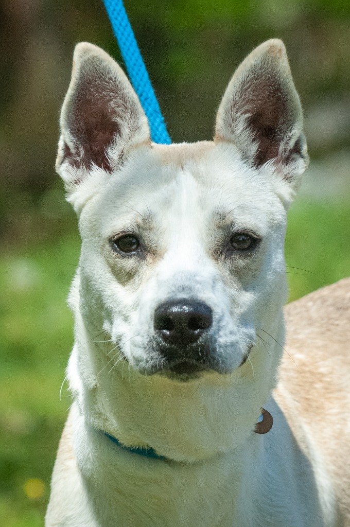 Briar, an adoptable Basenji in Johnson City, TN, 37604 | Photo Image 1