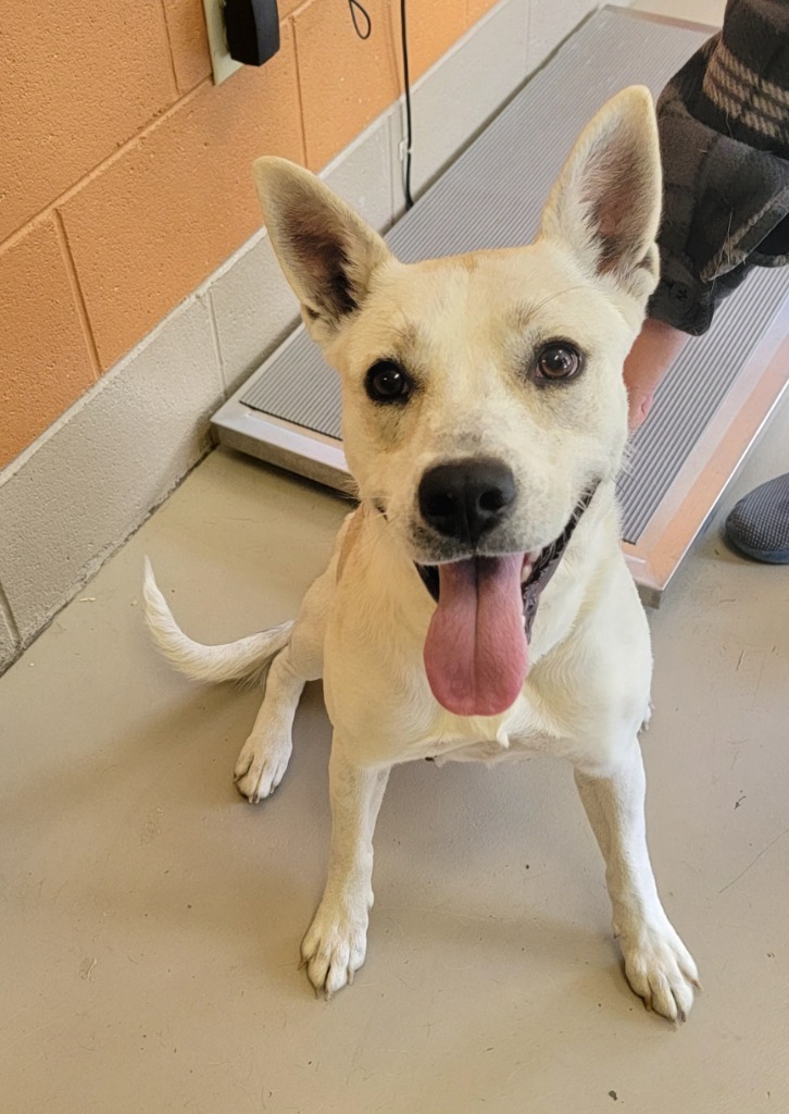 Briar, an adoptable Basenji in Johnson City, TN, 37604 | Photo Image 2