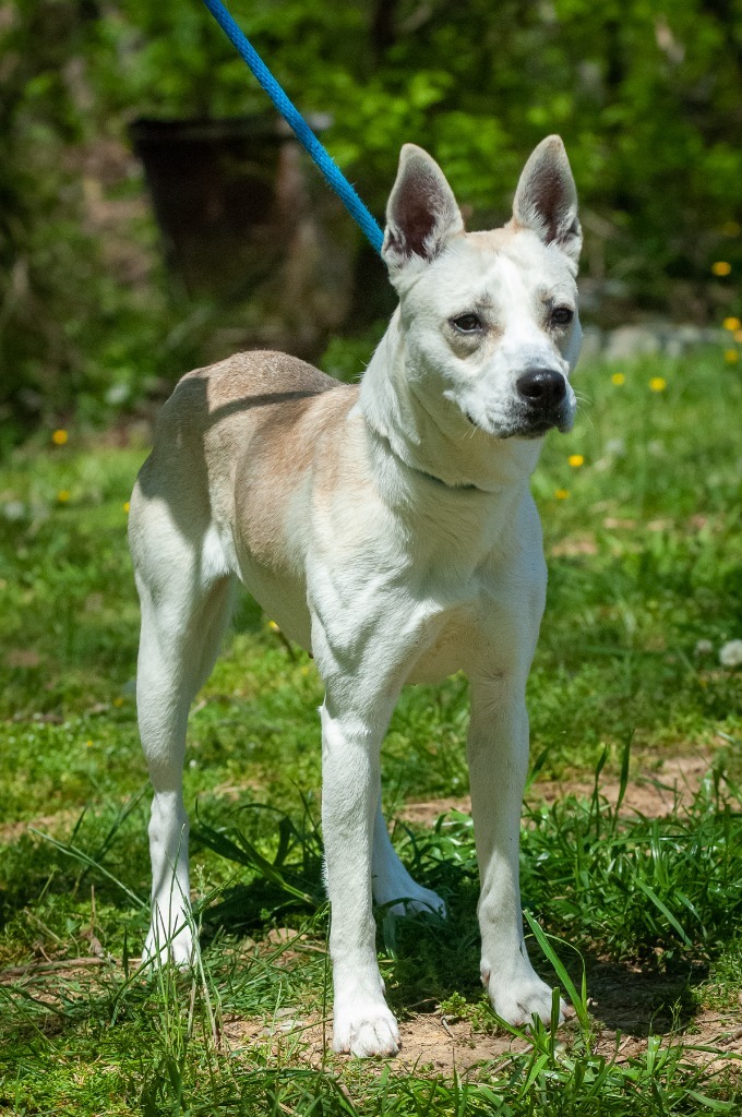 Briar, an adoptable Basenji in Johnson City, TN, 37604 | Photo Image 3