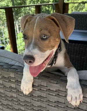 McCoy, Young Male Mixed Breed