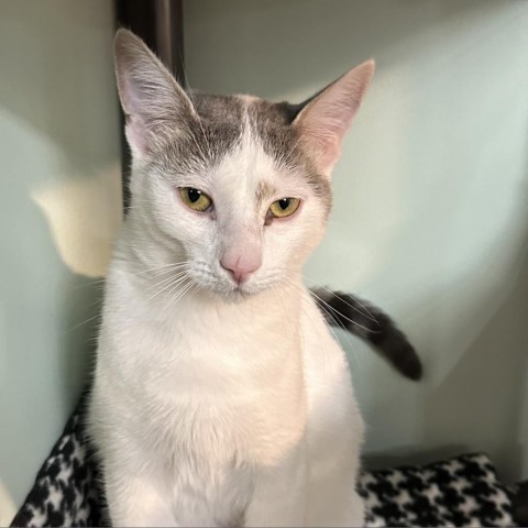 Snowy, an adoptable Domestic Short Hair in Priest River, ID, 83856 | Photo Image 1