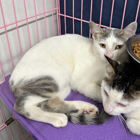 Snowy, an adoptable Domestic Short Hair in Priest River, ID, 83856 | Photo Image 2