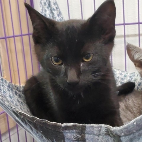 Midnight, an adoptable Domestic Short Hair in Priest River, ID, 83856 | Photo Image 1