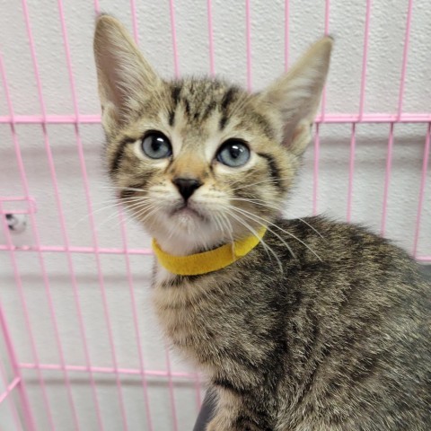 Pinto, an adoptable Domestic Short Hair in Priest River, ID, 83856 | Photo Image 1