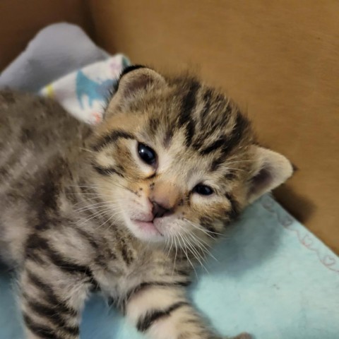 Pinto, an adoptable Domestic Short Hair in Priest River, ID, 83856 | Photo Image 2