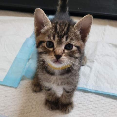 Pinto, an adoptable Domestic Short Hair in Priest River, ID, 83856 | Photo Image 3