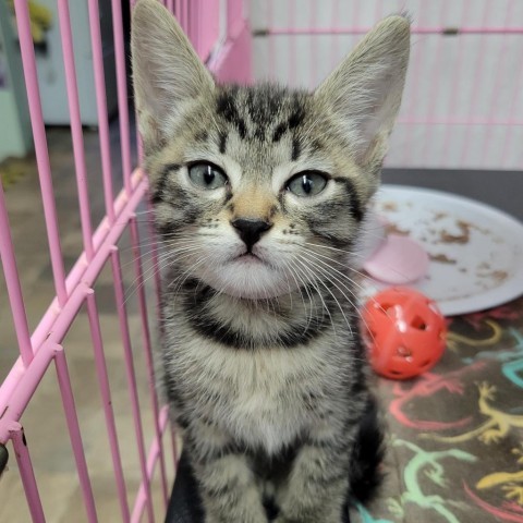 Lima, an adoptable Domestic Short Hair in Priest River, ID, 83856 | Photo Image 1