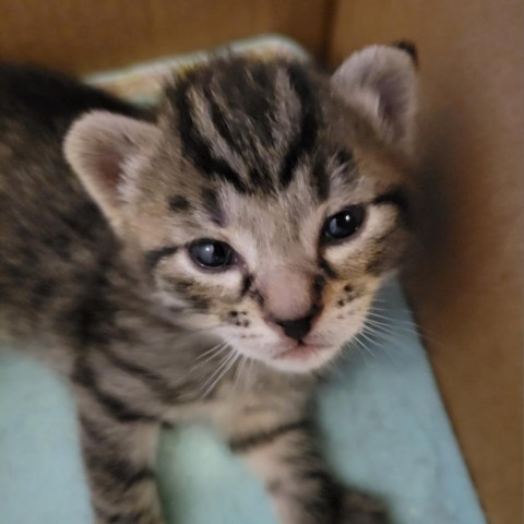 Lima, an adoptable Domestic Short Hair in Priest River, ID, 83856 | Photo Image 2