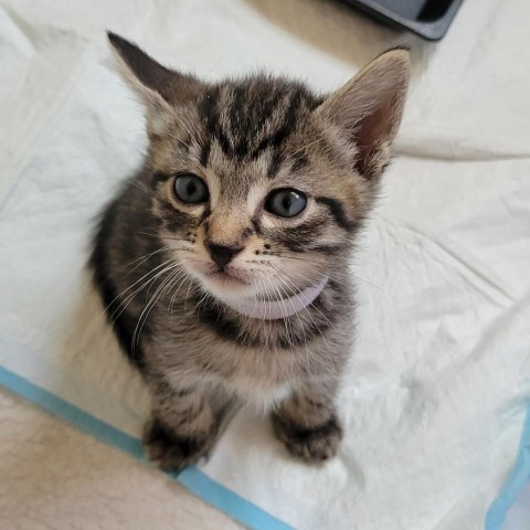 Lima, an adoptable Domestic Short Hair in Priest River, ID, 83856 | Photo Image 3