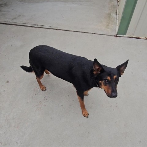 Lola, an adoptable Shepherd, Cattle Dog in Priest River, ID, 83856 | Photo Image 2