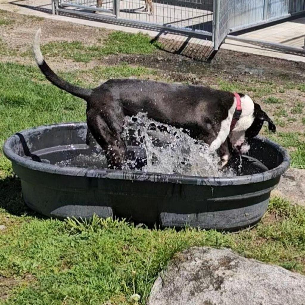 Bailey, an adoptable Mixed Breed, Labrador Retriever in Priest River, ID, 83856 | Photo Image 3