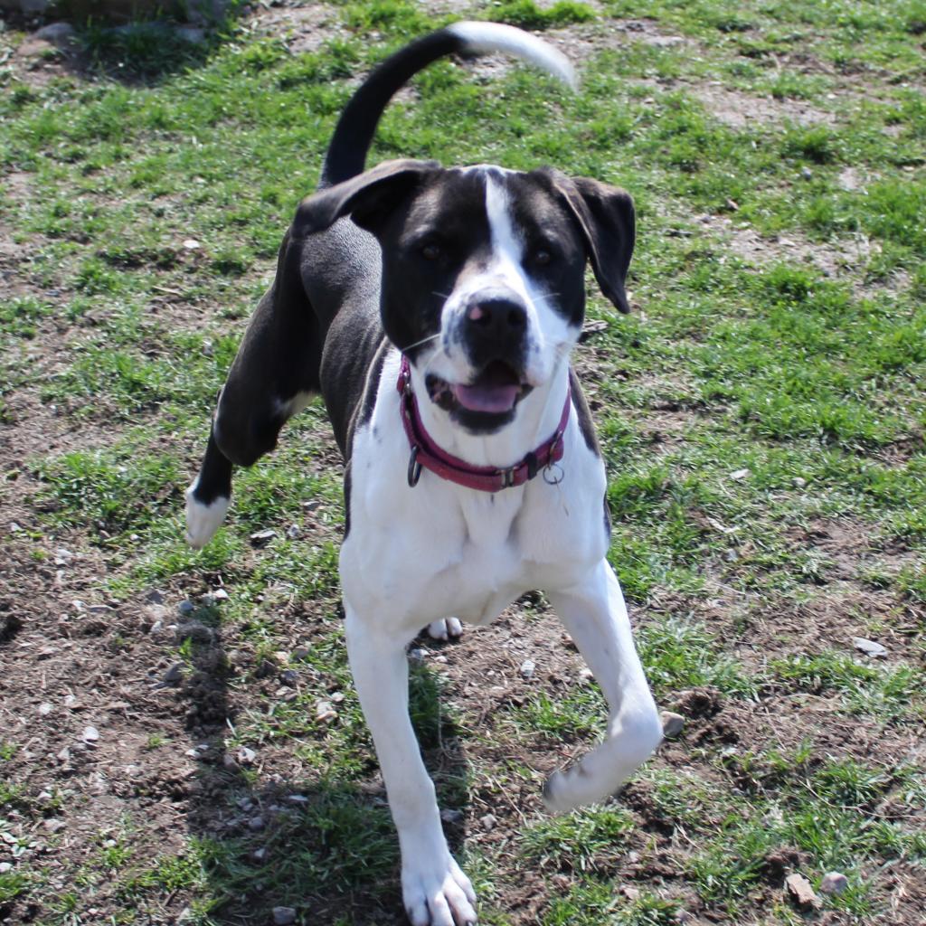 Bailey, an adoptable Mixed Breed, Labrador Retriever in Priest River, ID, 83856 | Photo Image 4