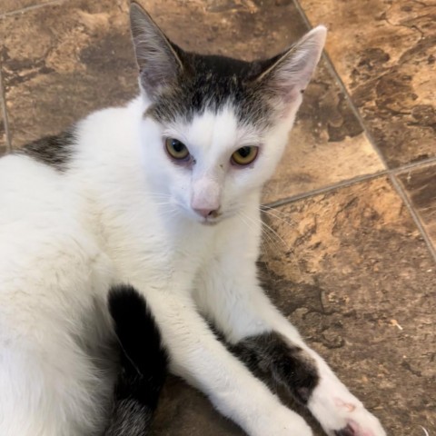 Spotty, an adoptable Domestic Short Hair in Priest River, ID, 83856 | Photo Image 1