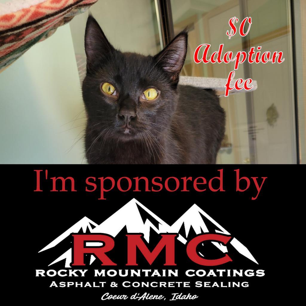 Ramon, an adoptable Domestic Short Hair in Priest River, ID, 83856 | Photo Image 1