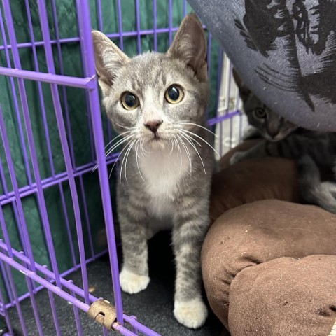 Mittens, an adoptable Domestic Short Hair in Priest River, ID, 83856 | Photo Image 1