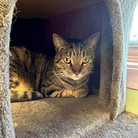 Tucker, an adoptable Domestic Short Hair in Priest River, ID, 83856 | Photo Image 1