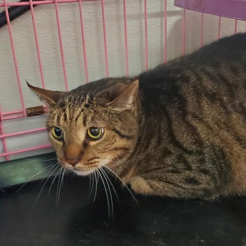 Tucker, an adoptable Domestic Short Hair in Priest River, ID, 83856 | Photo Image 2