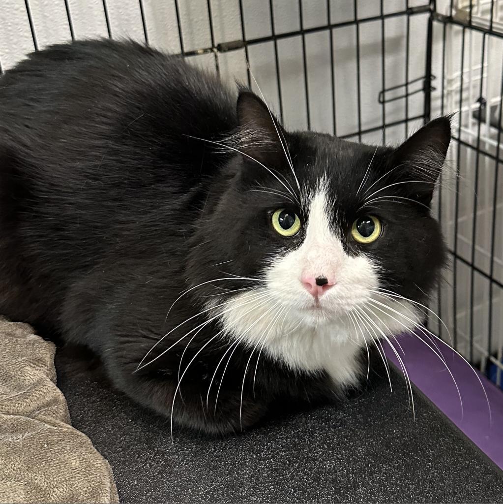 Levon, an adoptable Domestic Short Hair in Priest River, ID, 83856 | Photo Image 1