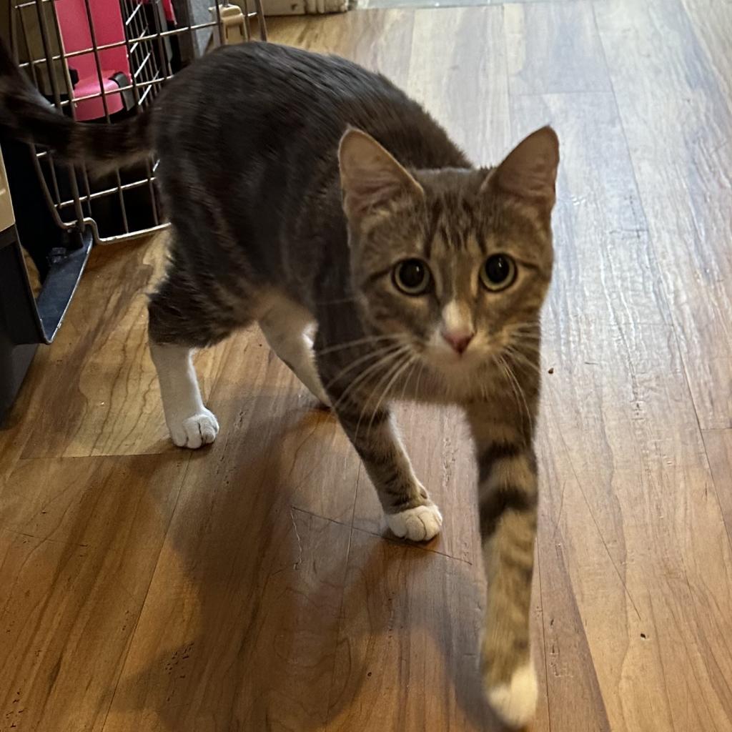 Tigytig, an adoptable Domestic Short Hair in Priest River, ID, 83856 | Photo Image 1