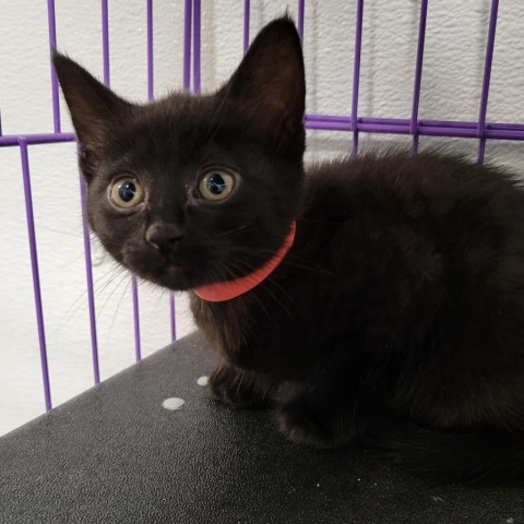 Ruby, an adoptable Domestic Short Hair in Priest River, ID, 83856 | Photo Image 1