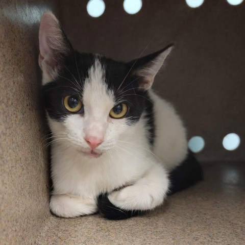 Stuart Little, an adoptable Domestic Short Hair in Abilene, TX, 79602 | Photo Image 1