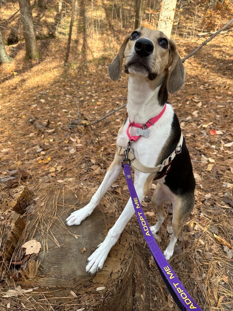 Dottie