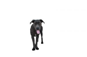 A5646311 Elisa is an adorable playful puppy looking for her FURever home She is the perfect fami