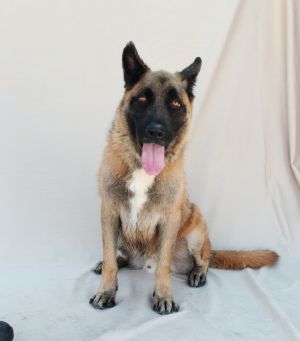 A5367263 Roscoe is a little shy at the shelter but warms up quickly Seems to a