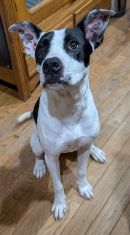 Robin's profile on Petfinder.com