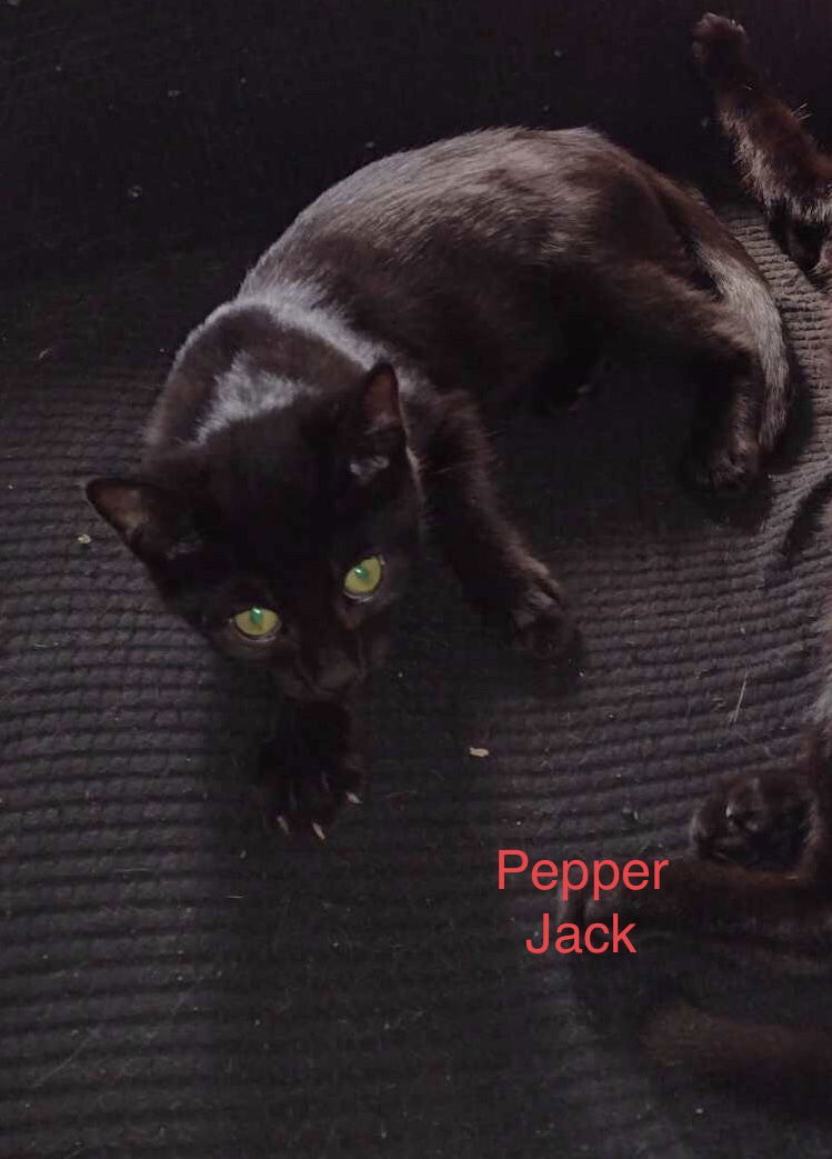 Pepper Jack