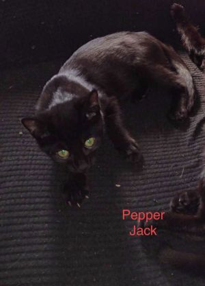 Pepper Jack