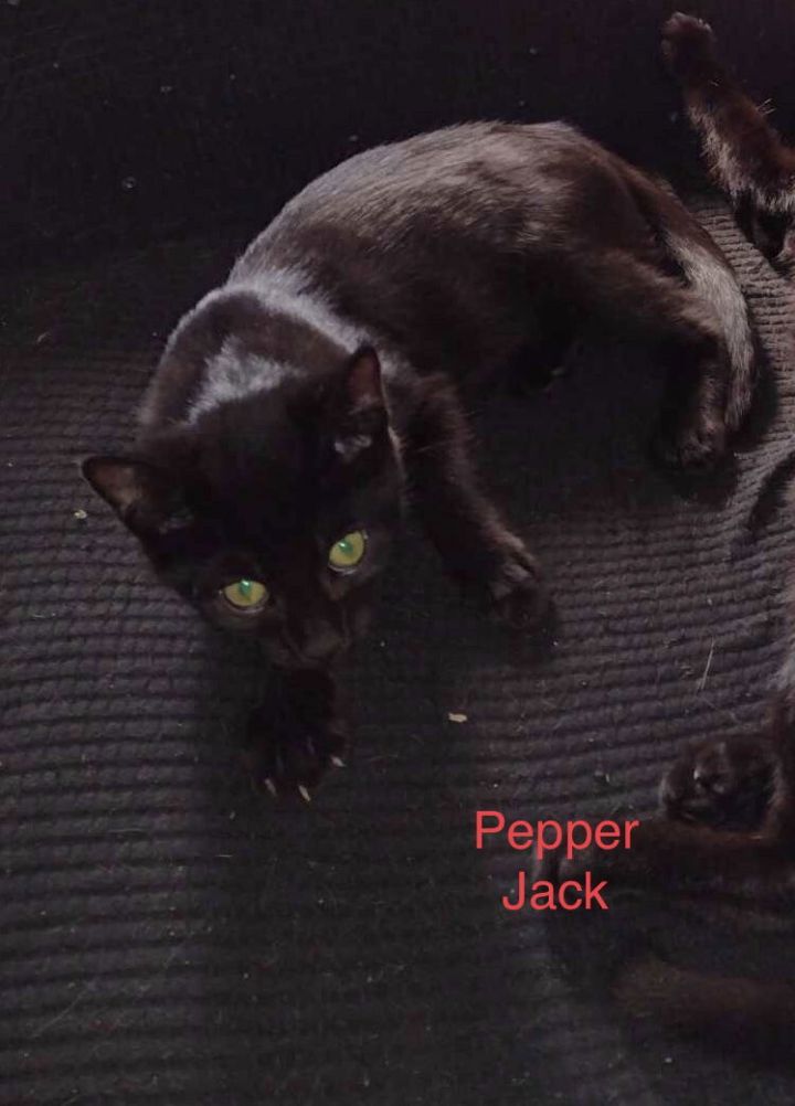 Pepper Jack 1