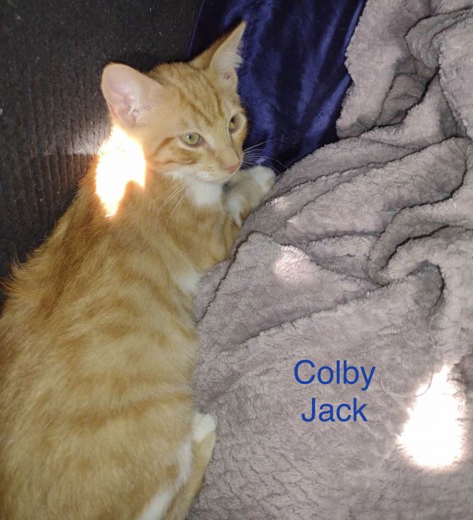 Colby Jack