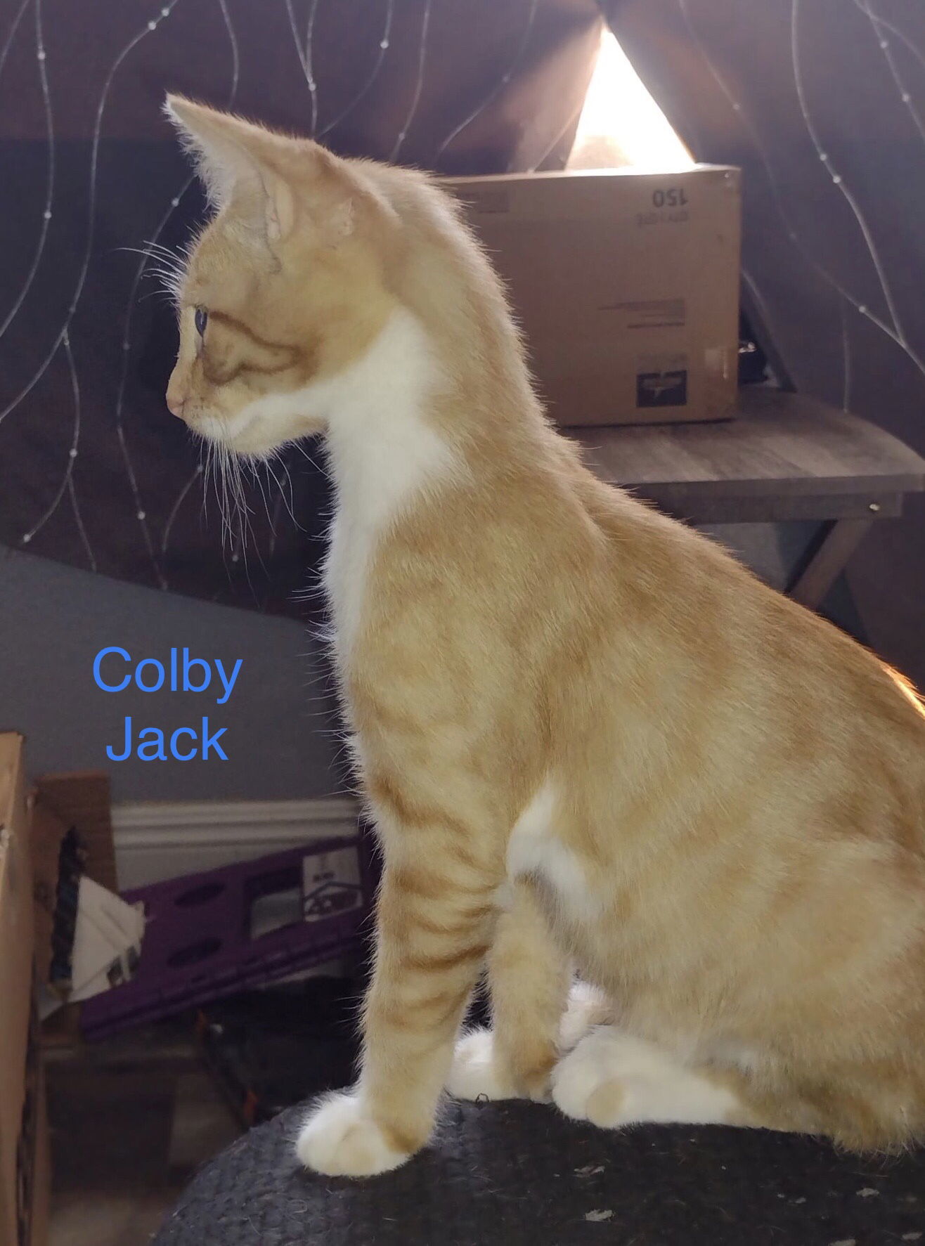 Colby Jack