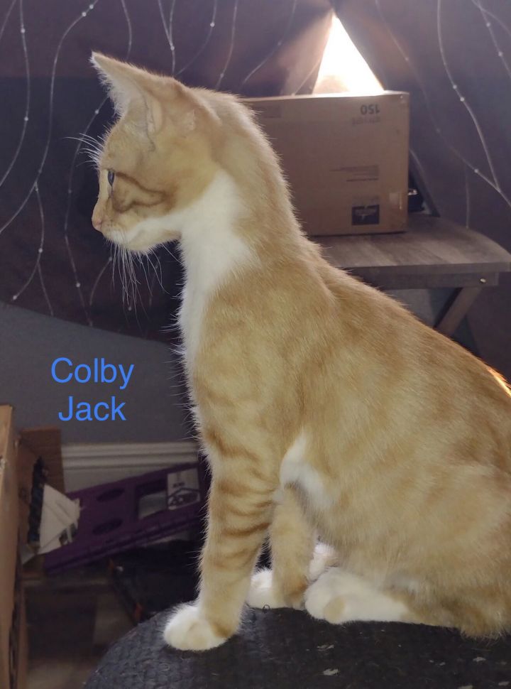 Colby Jack 3