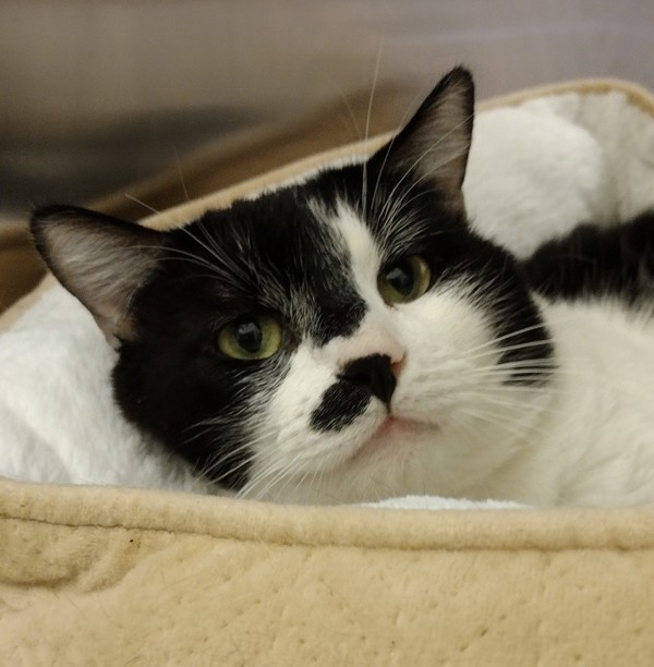 Patch 42662, an adoptable Domestic Short Hair in Pocatello, ID, 83205 | Photo Image 1