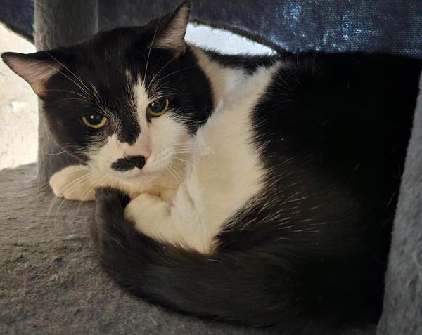 Patch 42662, an adoptable Domestic Short Hair in Pocatello, ID, 83205 | Photo Image 3