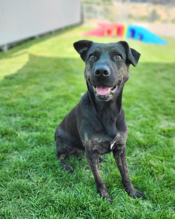 Meadow 42227, an adoptable German Shepherd Dog in Pocatello, ID, 83205 | Photo Image 1