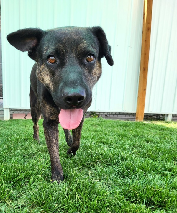 Meadow 42227, an adoptable German Shepherd Dog in Pocatello, ID, 83205 | Photo Image 2