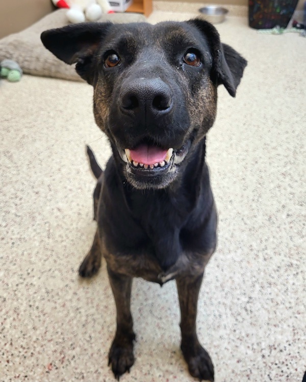 Meadow 42227, an adoptable German Shepherd Dog in Pocatello, ID, 83205 | Photo Image 3