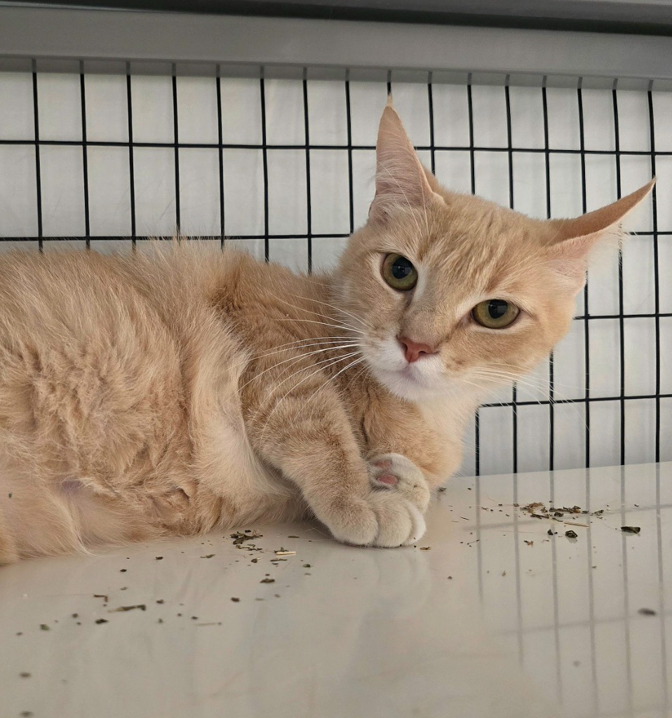 Bleo, an adoptable Domestic Short Hair in Grants Pass, OR, 97526 | Photo Image 1