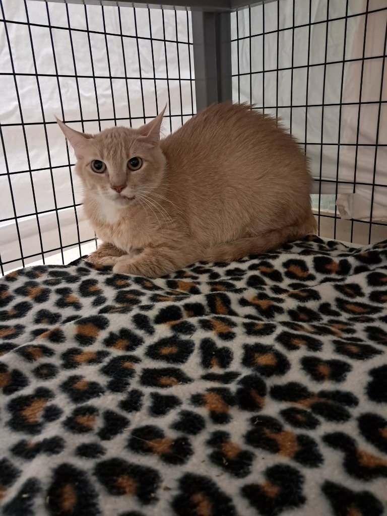 Bleo, an adoptable Domestic Short Hair in Grants Pass, OR, 97526 | Photo Image 2