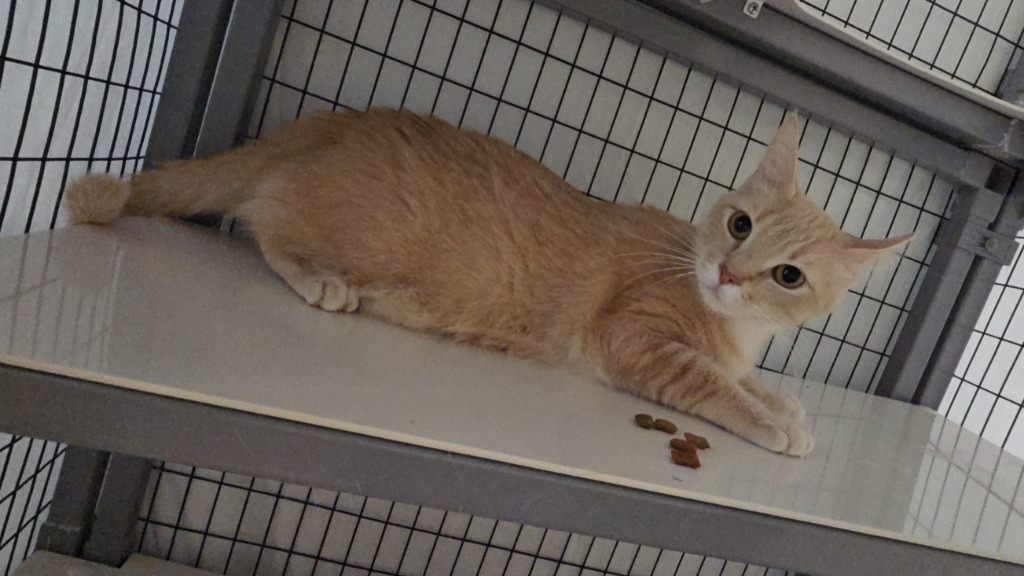 Bleo, an adoptable Domestic Short Hair in Grants Pass, OR, 97526 | Photo Image 3