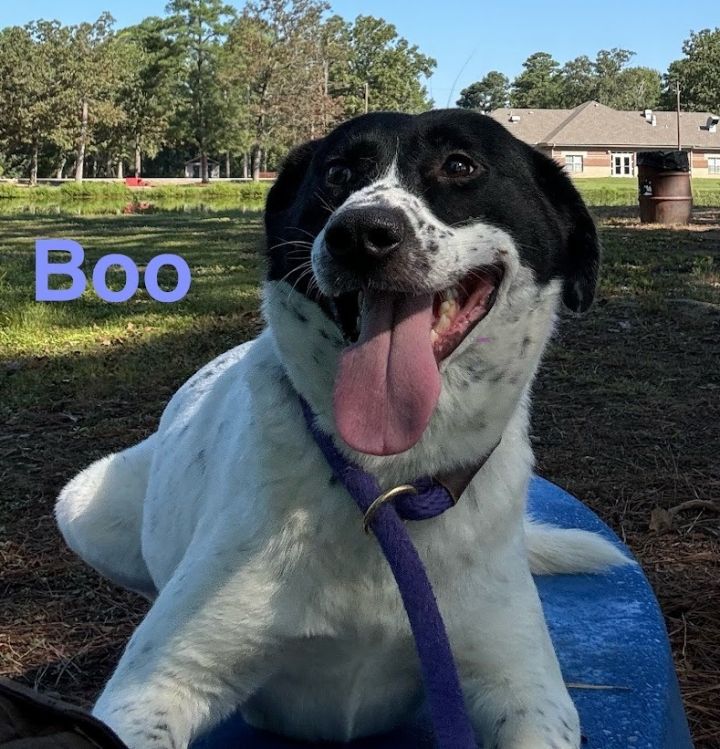 Boo (Jeffcoat) 5