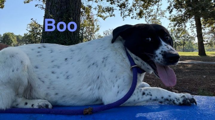 Boo (Jeffcoat) 6