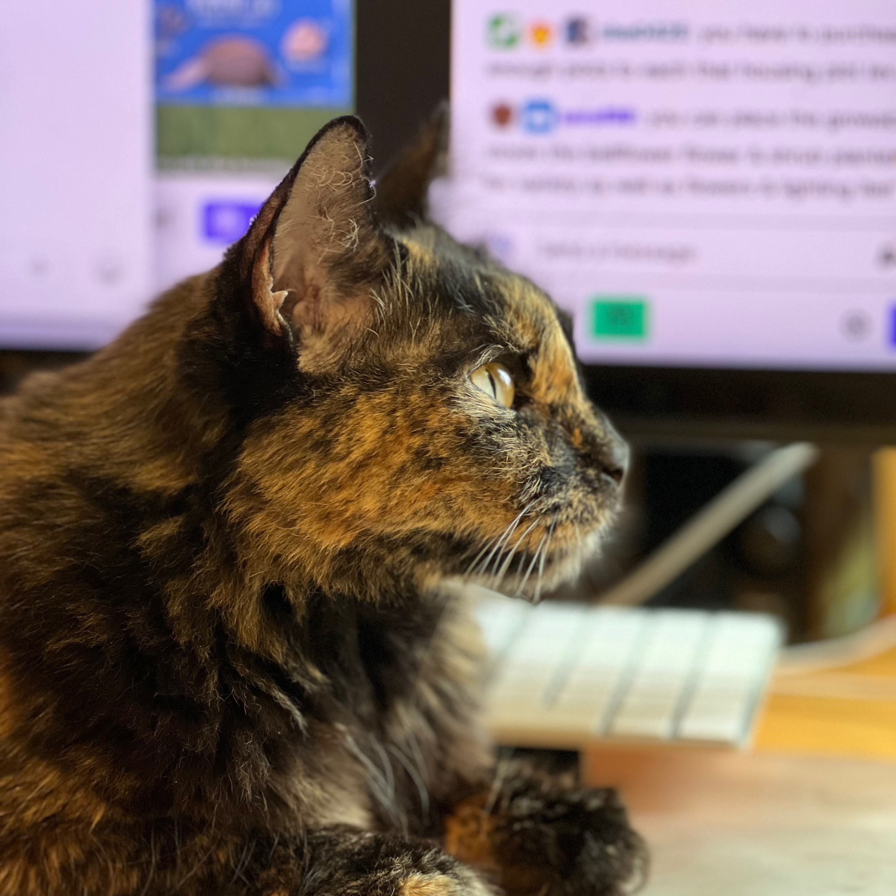 Hannah [Permanent Foster], an adoptable Turkish Angora, Domestic Medium Hair in Santa Fe, NM, 87501 | Photo Image 1